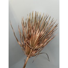Dried Chamaerops Bronze