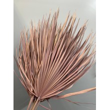 Dried Chamaerops Dusty Pink