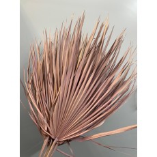 Dried Chamaerops Dusty Pink