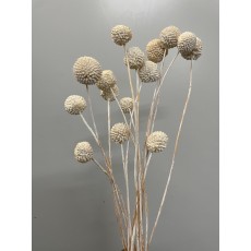 Dried Craspedia - Bleached