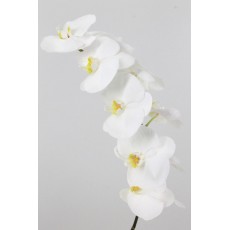 Phalaenopsis Kobe White 