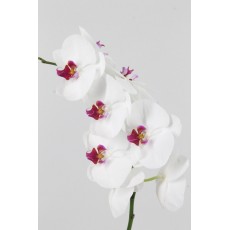 Phalaenopsis Red Lips / white with pink