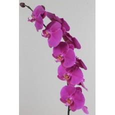 Phalaenopsis Seoul Purple 
