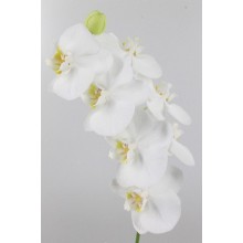 Phalaenopsis Sofia White