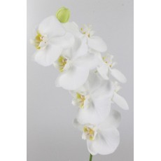 Phalaenopsis Sofia White Phalaenopsis Sofia White