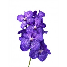 Vanda Kanchana Magic Blue