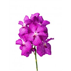 Vanda Kanchana Magic Pink