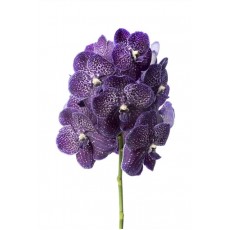 Vanda Midnight Black
