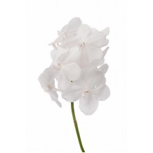 Vanda Tayanee Diamond White