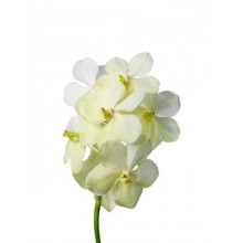 Vanda Tayanee White