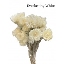 Capblumen (Everlasting White)