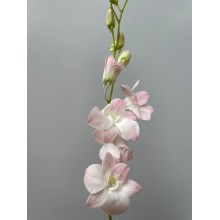 Light Pink Dendrobium Orchid 