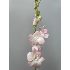 Light Pink Dendrobium Orchid 