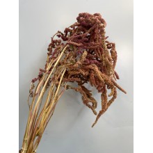 Dried Amaranthus Hanging Burgundy