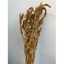 Dried Amaranthus  Upright Biscuit