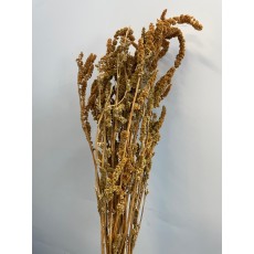 Dried Amaranthus  Upright Biscuit
