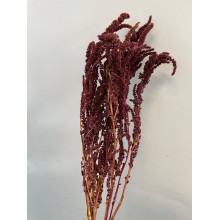 Dried Amaranthus  Upright Burgundy