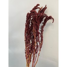 Dried Amaranthus  Upright Burgundy