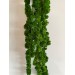 Preserved Amaranthus Ball Green