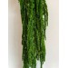Preserved Amaranthus - Hanging Green 