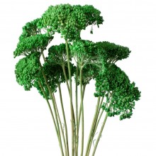 Dried Painted Achillea - Green