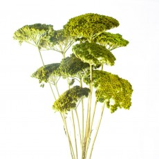 Dried Painted Achillea - Lime Green 