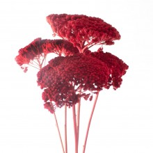 Dried Painted Achillea - Red