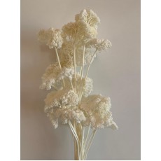 Preserved Achillea White - Bleached 