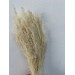 Agrostis - Bleached 