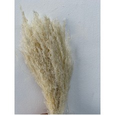 Agrostis - Bleached 