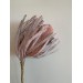 Dried Banksia  Dyed  - Pink