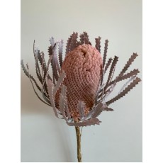 Dried Banksia  Dyed  - Pink