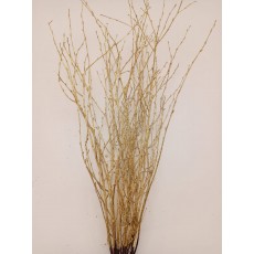 Birch - Gold
