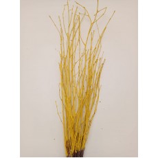 Birch - Yellow