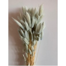 Dried Lagurus - Soft Blue