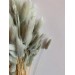 Dried Lagurus - Soft Blue
