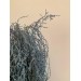 Dried Stoebe- Cloud Blue