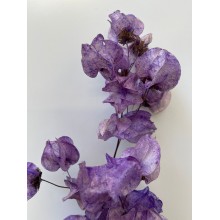 Preserved Bougainvillea 45CM - Purple