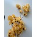 Preserved Bougainvillea - Peach 120cm