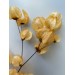 Preserved Bougainvillea - Peach 120cm