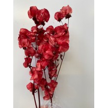 Preserved Bougainvillea 45CM - Red