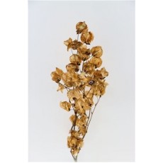 Preserved Bougainvillea 45cm - Brown