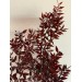 Preserved Ruscus Aculeat - Artistic 