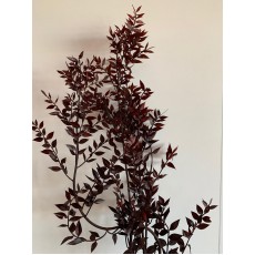 Preserved Ruscus Aculeat - Artistic 