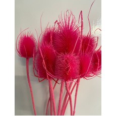 PRESERVED CARDUS - CERISE
