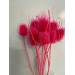 PRESERVED CARDUS - CERISE