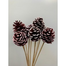 Decorative Conifer Cones - White Wash 