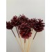 Decorative Conifer Cones- Red Wash