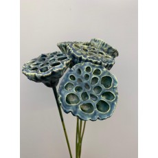 Dried Lotus Platina Glitter