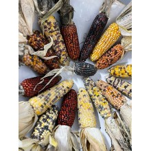 Decor Corn Decor Corn